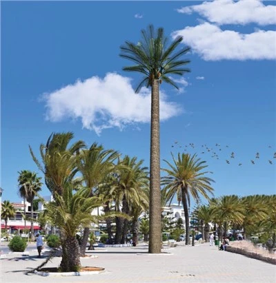 Toplo pocinčani Telekom Toranj Palm Tree